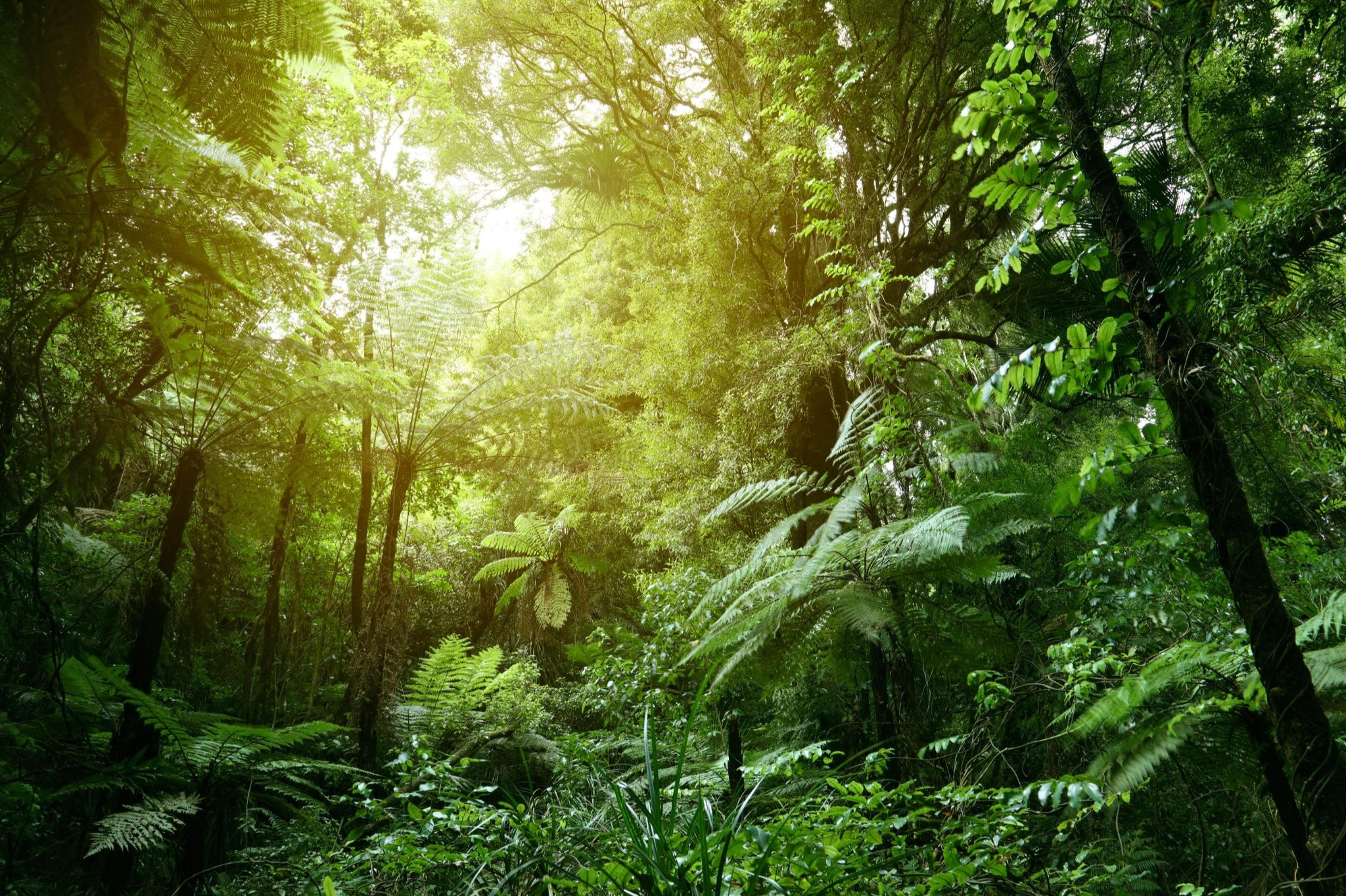 Forest Forest